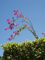 Royal Palace. ����� ������� �����.