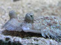 ������� ���� - ��� �� ����