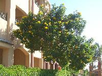 ��� ���� �������