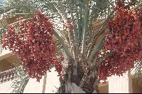 ��� ���� �������