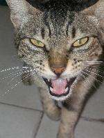 ��� ��� - ������ ������.