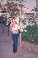 Desert rose - ����������