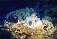 ���� � ������