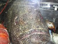 ���� #07 � �������� ����� � DOMINA CORAL BAY