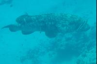 ���� #20 � �������� ����� � DOMINA CORAL BAY