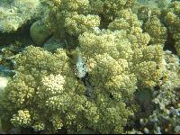 ���� #23 � �������� ����� � DOMINA CORAL BAY