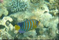 ���� #29 � �������� ����� � DOMINA CORAL BAY