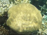 ���� #31 � �������� ����� � DOMINA CORAL BAY