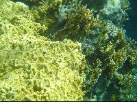 ���� #32 � �������� ����� � DOMINA CORAL BAY