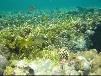 ���� #33 � �������� ����� � DOMINA CORAL BAY