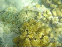 ���� #34 � �������� ����� � DOMINA CORAL BAY