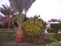 ������� ����������