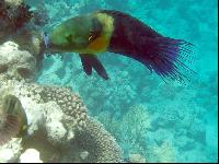 ���� ������