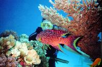 ��� �������� �������