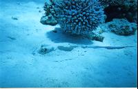 "����������" ����.