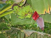 ��������-�����)