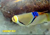 ����-�������...