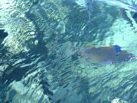 ����� �������