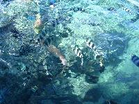 ��� �����