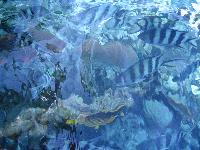 �������� � �����������