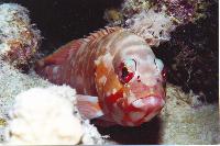 ������� ����!