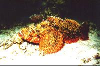 ��������.