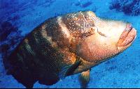 ��������(���)!!!