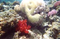 ��� ����� ��������, �������.