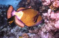 ����� - ��������� �������� ����.