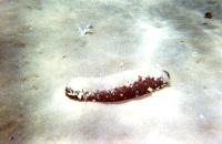 ��������������.