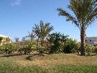 ��� �� ������ (������ Coral)