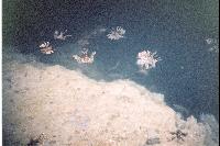 ��������.