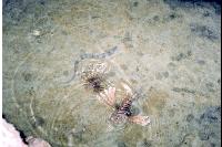 ������ � ��������.