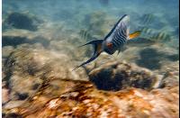 ��������� �������� ����.