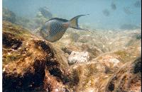 ��������� �������� ����.