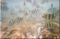 �������� �����.