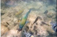 ����� �� ����.