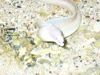 ����� "������"