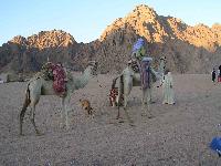 ��� ��������