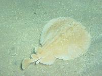 ���� ��� �� ����