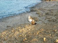 ����� ��� ����������