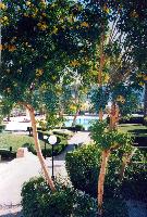 ��� ���� �������