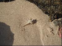 ������� ������