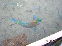 ����-�������