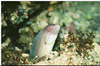 ���������� ������