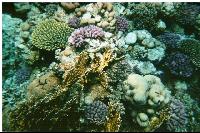 ������ ������