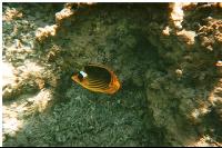 ������ �����