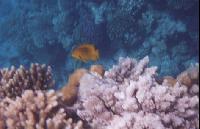 ���������� �����