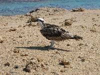 ������ ������ �� ����� ����