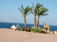 Oberoi Sahl Hasheesh